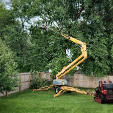 Trusted Bayboro, NC  Tree Services Experts